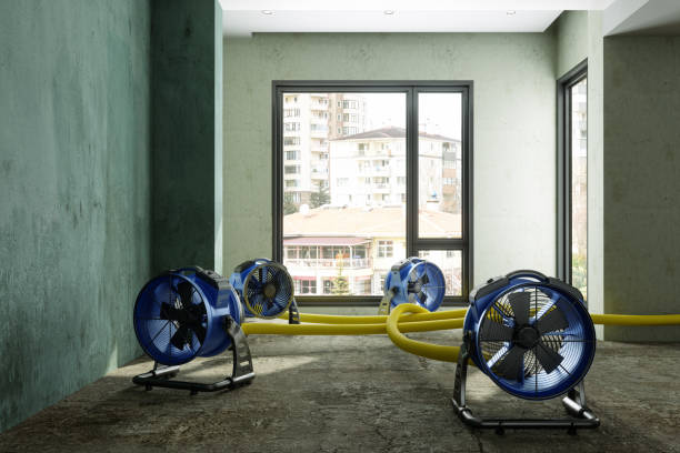Best Mold removal after water damage  in Panaca, NV